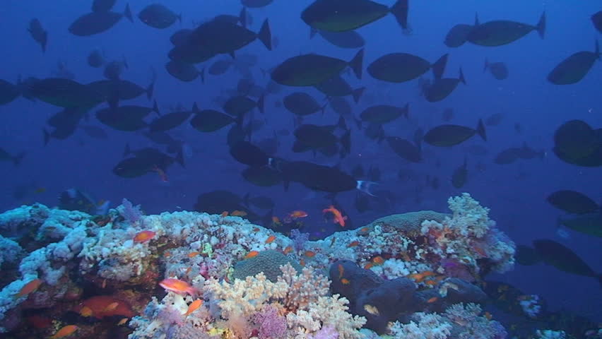 schooling coral reef fish, red sea