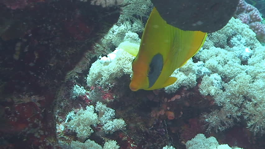 yellow butterfly fish, red sea