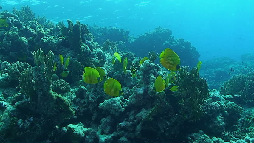 yellow butterfly fish, red sea