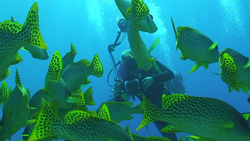 underwater photographer taking pictures of coral reef fish, red sea