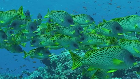 schooling coral reef fish, red sea
