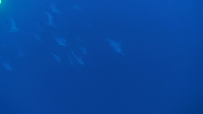scalloped hammerhead sharks, red sea