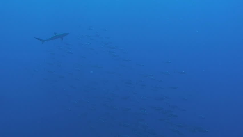 silky shark, red sea