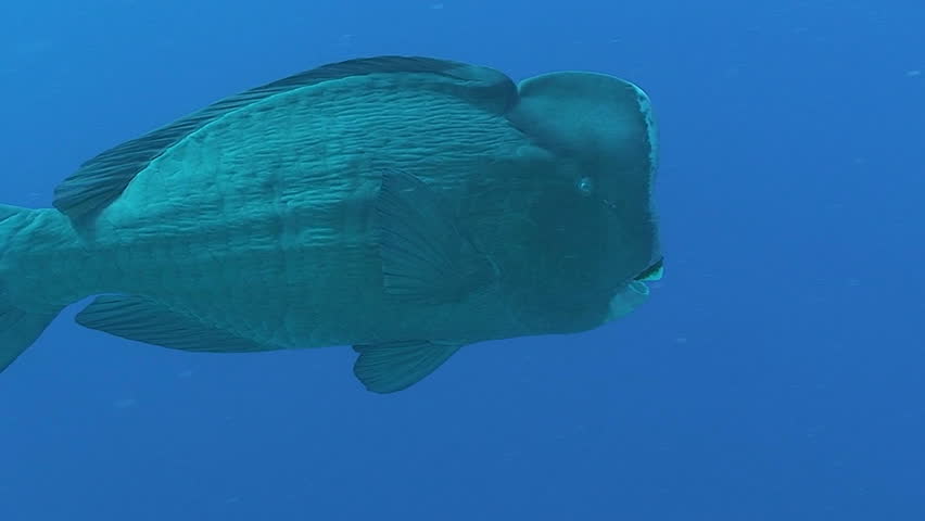 humphead parrot fish, red sea