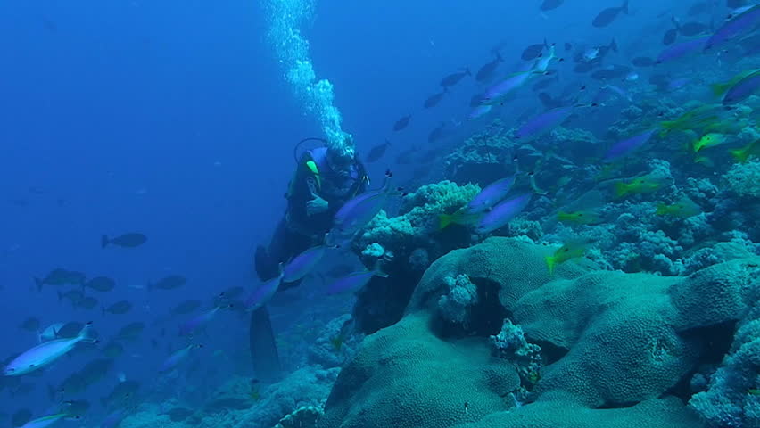 scuba diver at coral reef, red sea