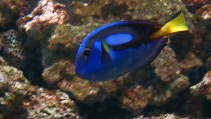 A powder blue tang on coral reef