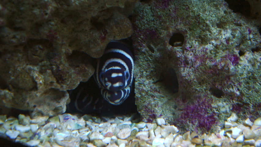 A zebra moray on coral reef