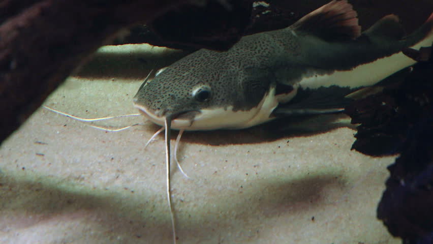 Close up of catfish
