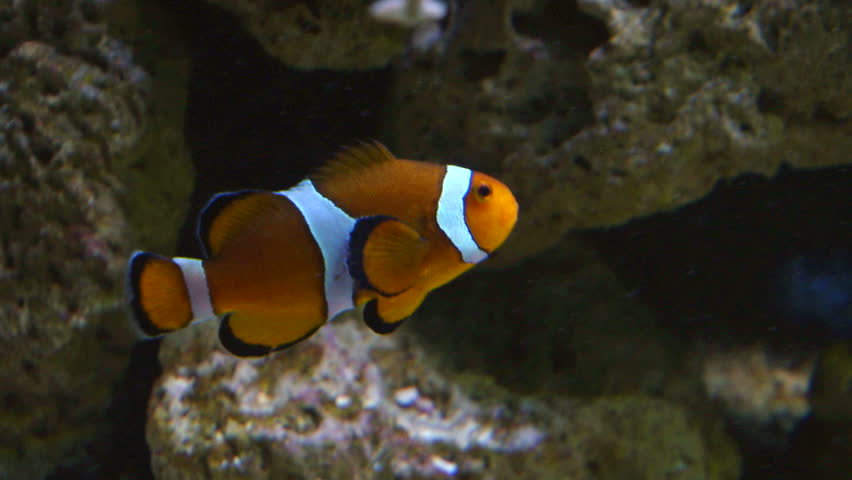 A clownfish on coral reef