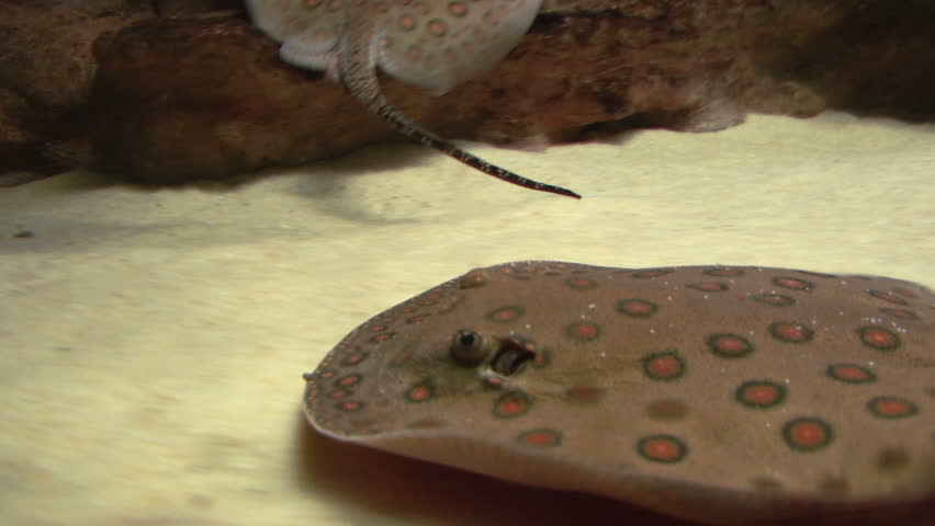 Ocellate River Stingray floating at the bottom of the sand