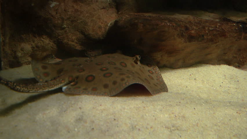 Ocellate River Stingray floating at the bottom of the sand