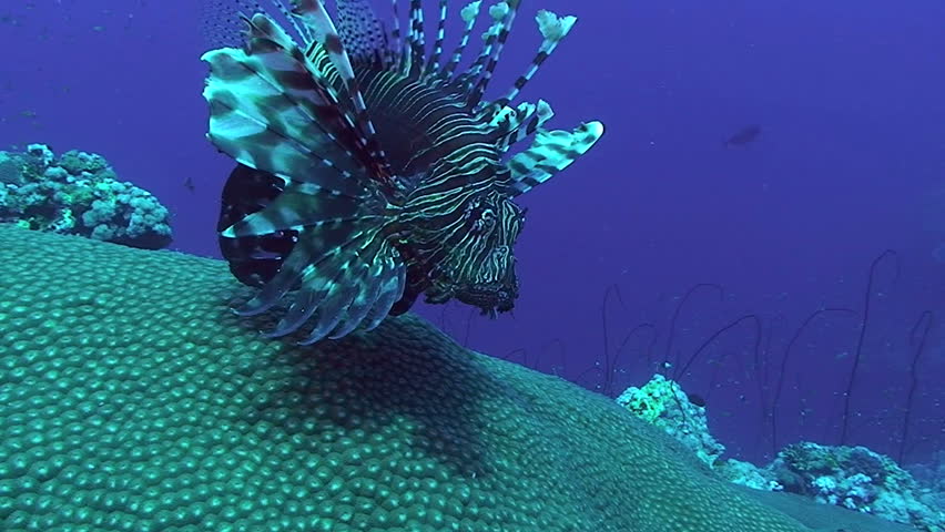 lion fish over corals, red sea