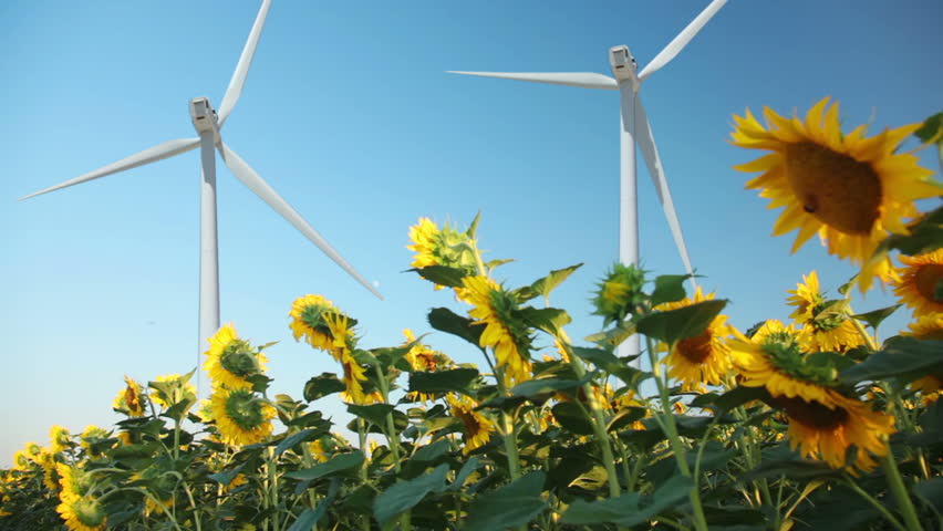 Summer. Sunny day. Field of sunflowers. Two propeller of wind power in the