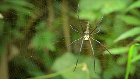 Video 1920x1080 - Big spider in its web - Nephila