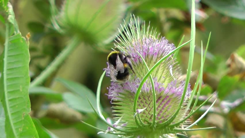 Bees gathering pollen on teasel