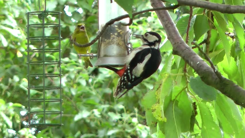 Woodpecker and Green Finch feeding