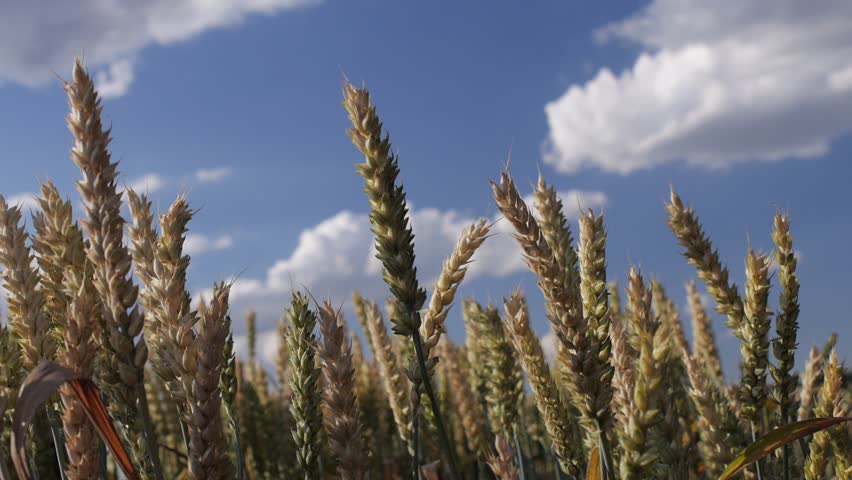Ripening wheat in breeze, low angle