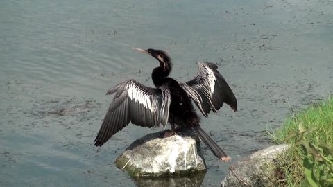 Anhinga Darter on a rock drying his wings