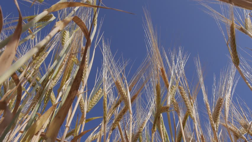 Looking up at ripe barley and blue sky