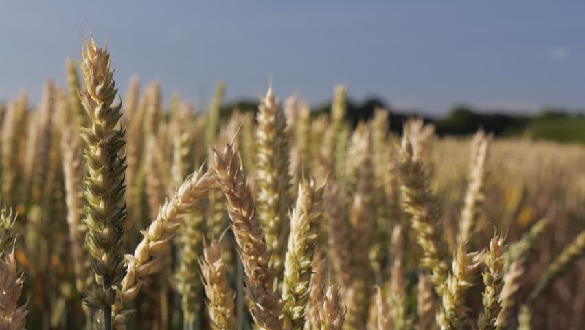 Pan over ripening wheat in field