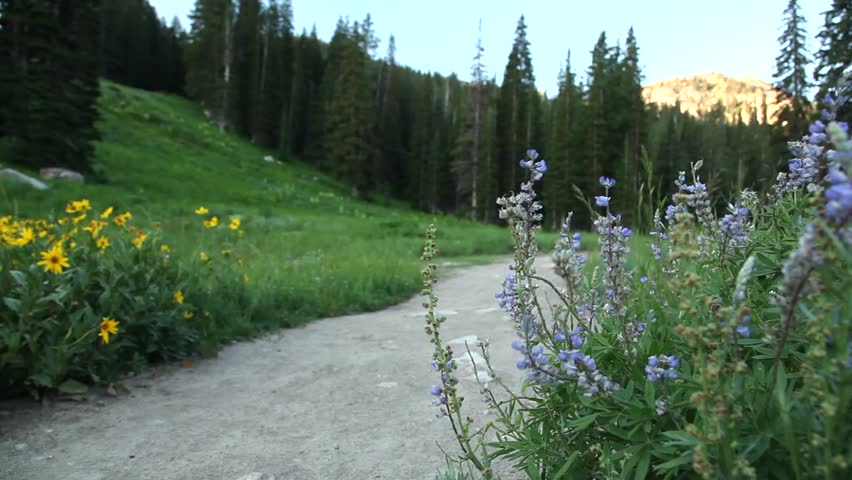 Hiking trail with flowers