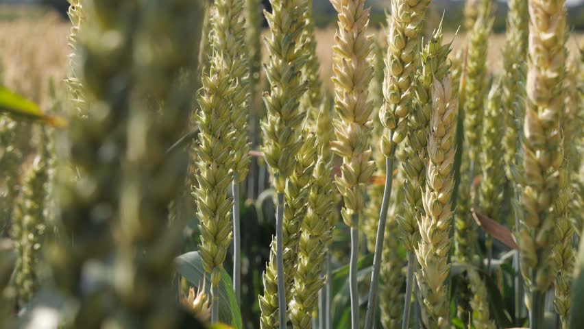 Ears of ripening wheat, close up
