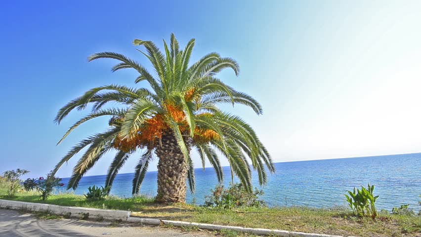 Palm tree on bright blue ocean horizon and clear sky