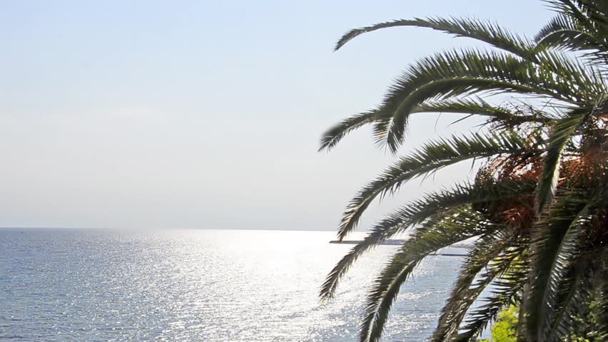 Palm trees on a beach, palm trees moving on a beach.1920x1080px