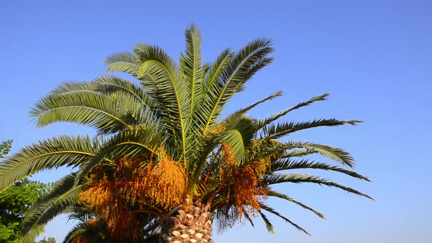 palm leafs on beautiful bright blue sky, Palm tree gently moves on wind,