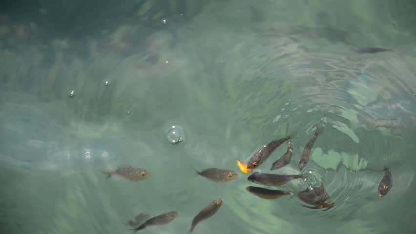Fishes are feeding on the water surface. Fight for survival