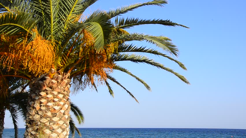 Palm tree on the tropical beach, Travel destination, magnificent nature, excite