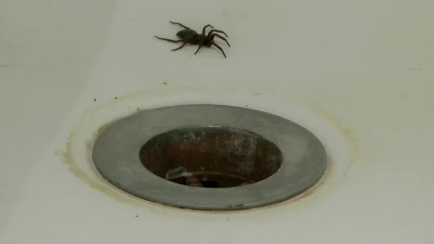 Spider in bathtub