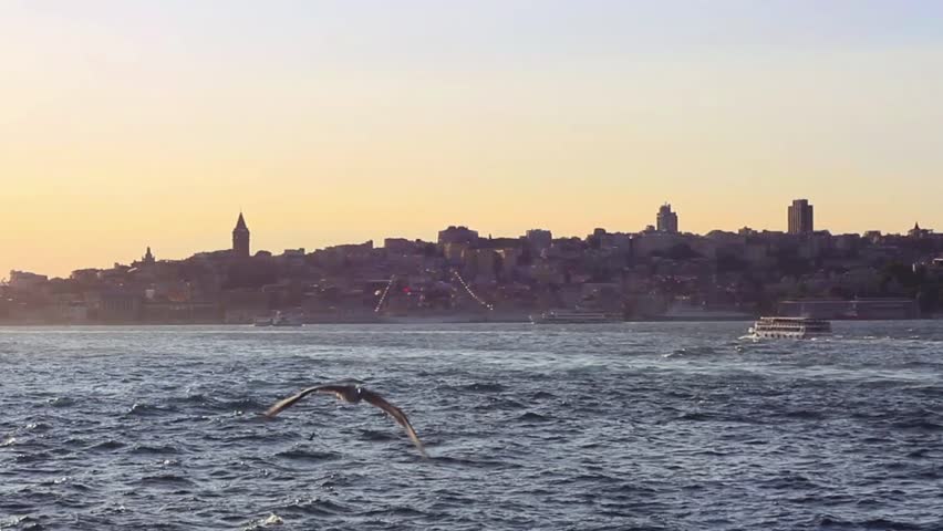 Ship-following seabirds flying against sunset. Seagulls following a ferry