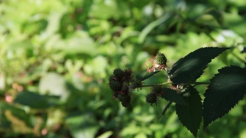 Green sprig with immature fruits raspberries