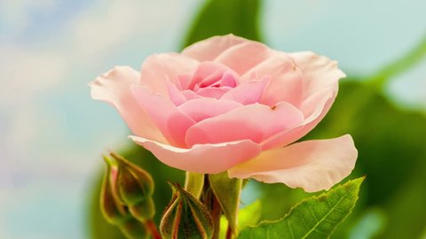 Video of a pink rose blossoming/Rose blossoming Stock Video