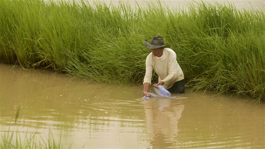 BURI RAM, THAILAND - JUNE 23, 2013: An Asian man dragging in a fishing net in a