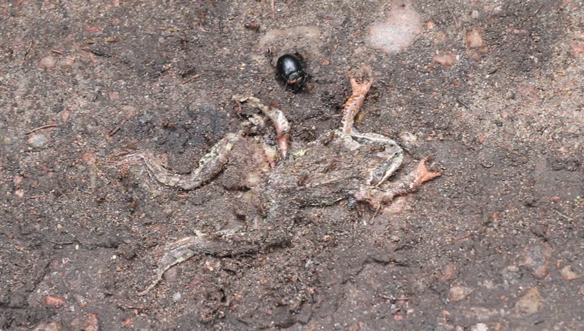 Frog of Death image - Free stock photo - Public Domain photo - CC0 Images