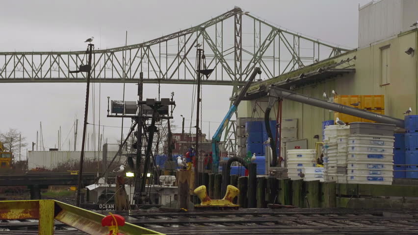 ASTORIA, OR  - Commercial fishing crew unloads catch of fish on an industrial
