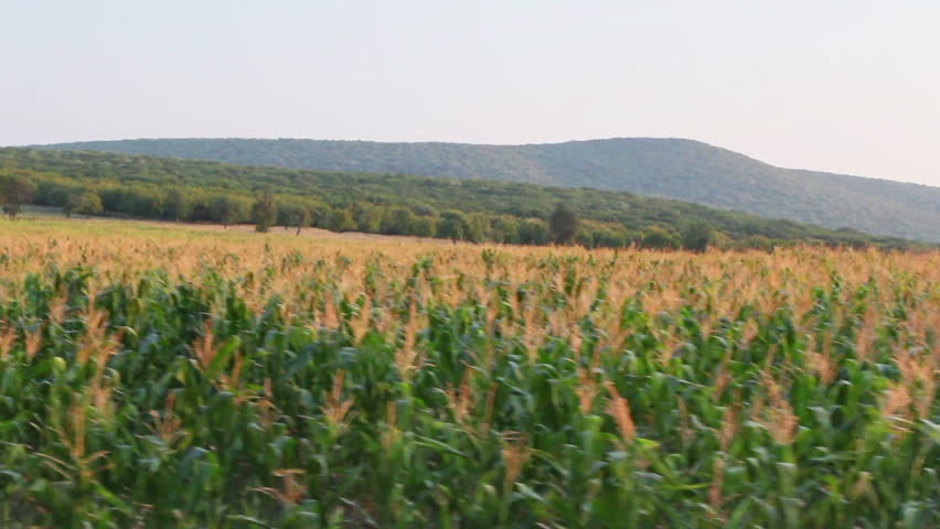 Corn field in motion. Steady footage...
