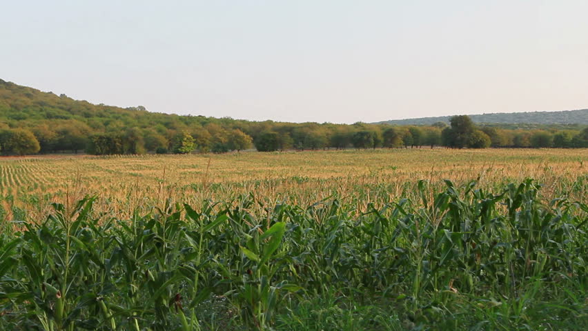 Corn field in motion. Steady footage...
