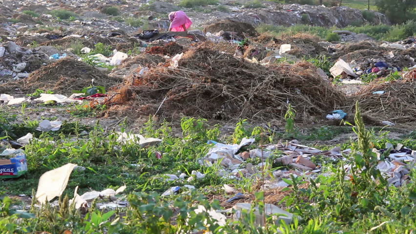 Scavenging for food in a Waste dumping site