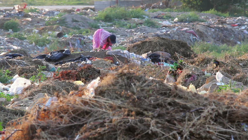 Scavenging for food in a Waste dumping site