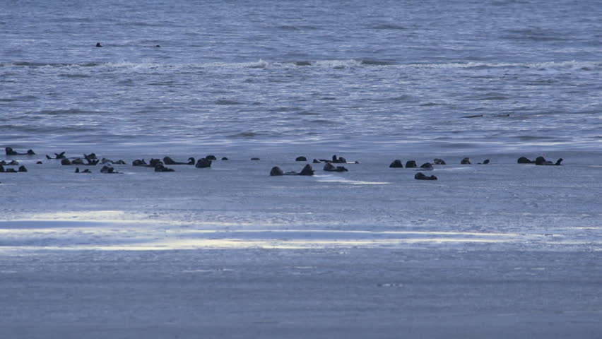 A group of sea otters cavort in the frigid waters of Kachemak Bay in Alaska