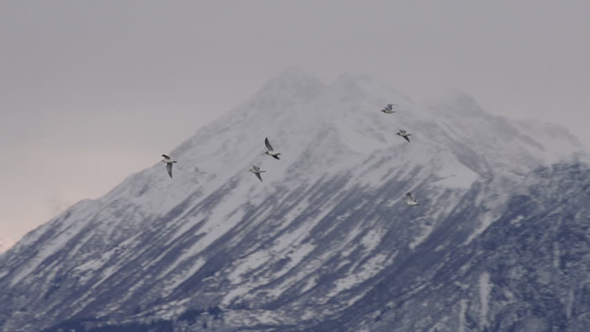 A flock of gulls winging their way through cloudy skies in winter past mountains