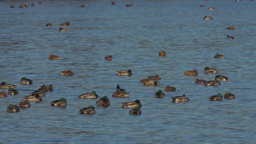 A flock of ducks rest and float on calm bay waters during a break in southward