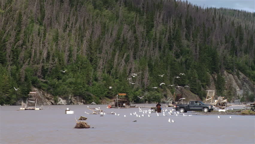 Seagulls wheel over an industrial salmon fishery in Copper River, Alaska, while
