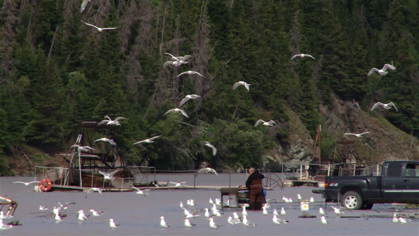 Man working at an industrial salmon farm in Copper River, Alaska, while fish wheels operate and seagulls fly overhead