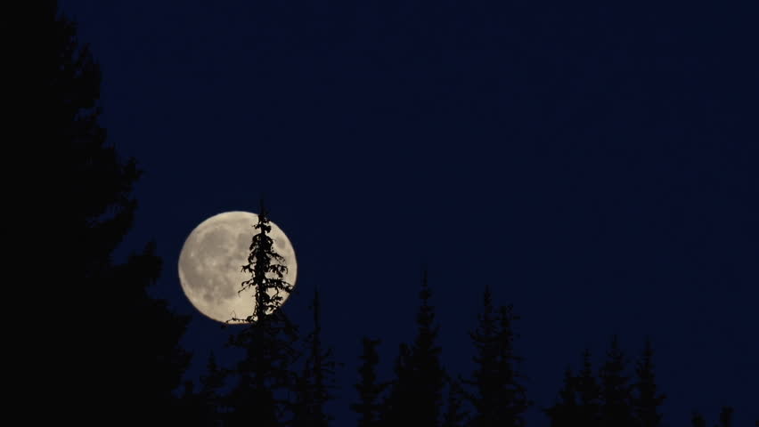 Time lapse of full moon rising over eerie spruce trees in silhouette with