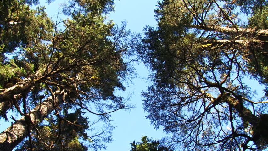 View up through a spruce forest canopy at a bright blue sky rotates and tilts