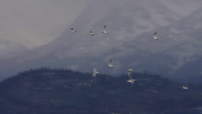 Seagulls in flight on cloudy day in Alaskan winter in front of the towering snow-capped Kenai Mountains